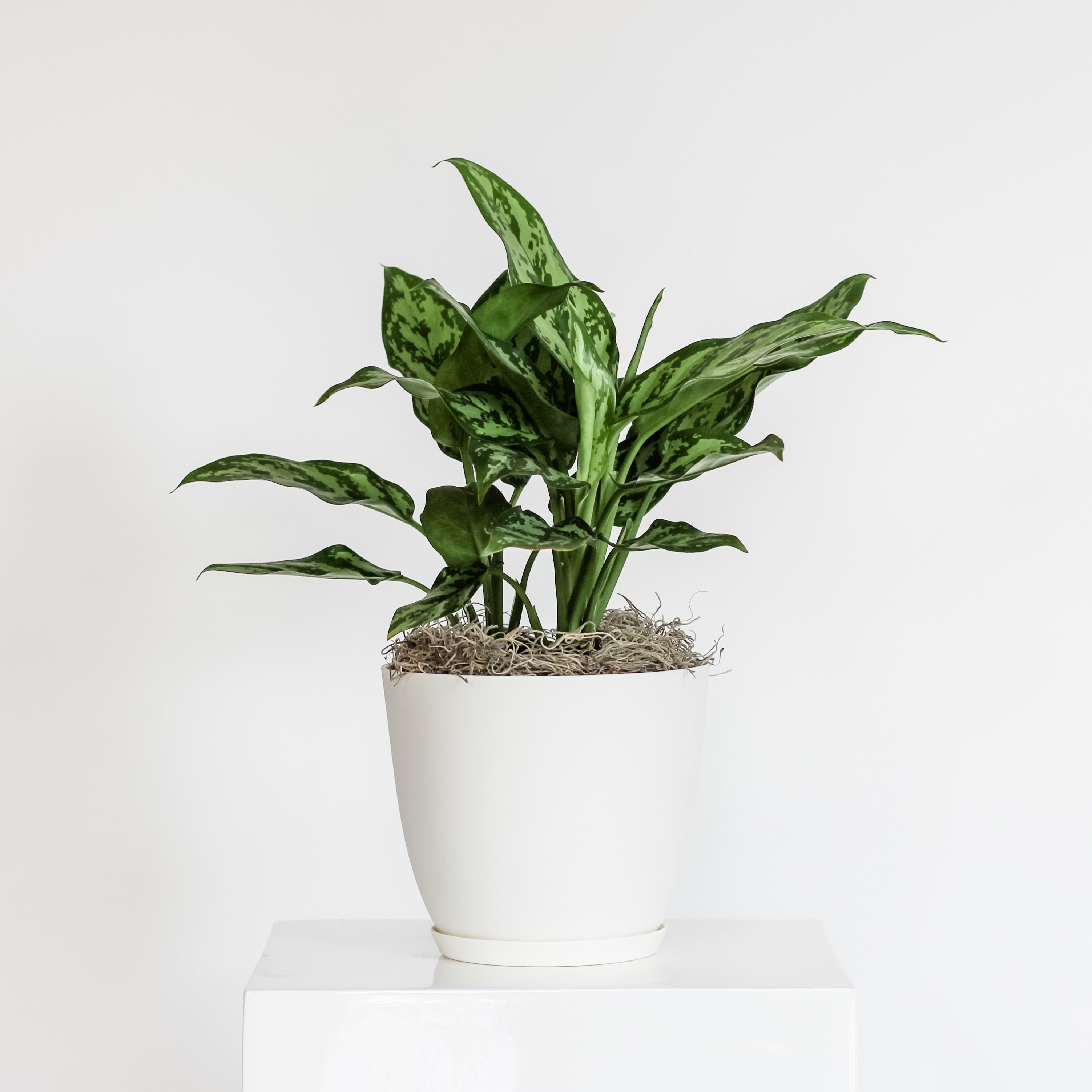 Aglaonema